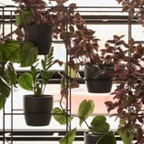 green racks pot plants