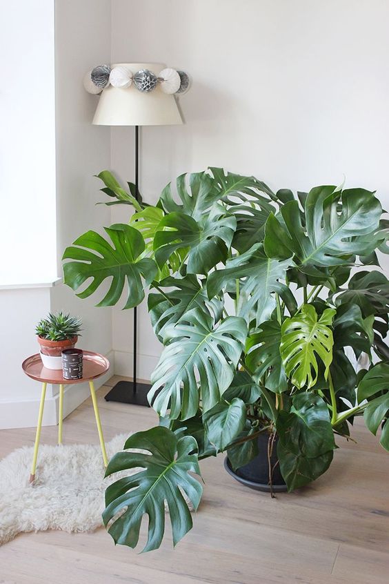 Monstera deliciosa Home Image