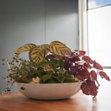 Living Foliage Bowl