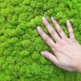 moss walls