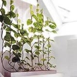 vertical climber plant partition